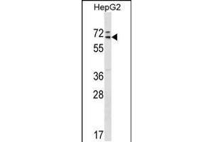 Western blot analysis in HepG2 cell line lysates (35ug/lane). (MED26 Antikörper  (AA 191-220))