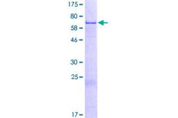 NAIF1 Protein (AA 1-327) (GST tag)