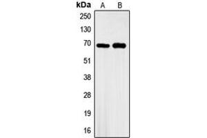 Western blot analysis of GBP3 expression in A549 (A), HeLa (B) whole cell lysates. (GBP3 Antikörper  (C-Term))