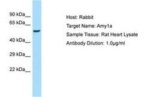 Image no. 1 for anti-Amylase, alpha 1A (Salivary) (AMY1A) (AA 301-350) antibody (ABIN6749930) (AMY1A Antikörper  (AA 301-350))
