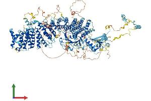 AlphaFold protein structure predicition of Human Recombinant RALGAPB Protein, UniprotID Q86X10 (RALGAPB Protein (AA 1-1494) (His tag))