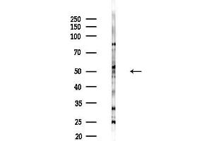 anti-Tubulin, gamma 1 (TUBG1) (N-Term) antibody