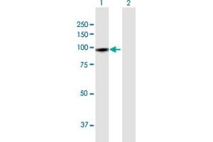 Western Blot analysis of GTSE1 expression in transfected 293T cell line by GTSE1 MaxPab polyclonal antibody. (GTSE1 Antikörper  (AA 1-720))