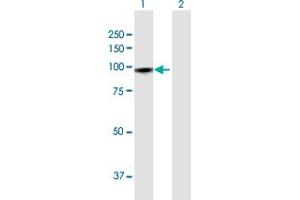 Western Blot analysis of GTSE1 expression in transfected 293T cell line by GTSE1 MaxPab polyclonal antibody.