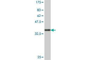 Western Blot detection against Immunogen (35. (ENC1 Antikörper  (AA 17-98))