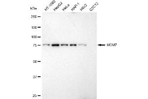 Western blotting analysis using MCM7 antibody (ABIN7799424).