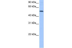 WB Suggested Anti-GRSF1 Antibody Titration:  0. (GRSF1 Antikörper  (Middle Region))