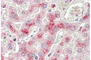 ABIN5539740 (5 μg/mL) staining of paraffin embedded Human Liver. (LCAT Antikörper  (AA 366-378))
