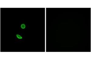 Immunofluorescence (IF) image for anti-Olfactory Receptor, Family 8, Subfamily H, Member 2 (OR8H2) (AA 87-136) antibody (ABIN1535960)