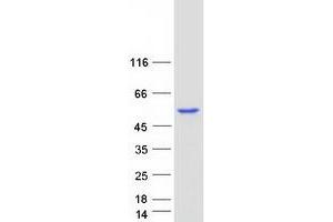 Western Blotting (WB) image for 4-Aminobutyrate Aminotransferase (ABAT) (Transcript Variant 1) protein (Myc-DYKDDDDK Tag) (ABIN2714260)