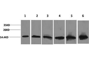 Western Blotting (WB) image for anti-Cytochrome C, Somatic (CYCS) antibody (ABIN5958321) (Cytochrome C Antikörper)