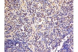 Formalin-fixed and paraffin embedded mouse lymph node labeled with Anti-TNFRSF18 Polyclonal Antibody, Unconjugated  at 1:200 followed by conjugation to the secondary antibody and DAB staining.