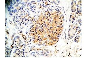 Human pancreas tissue was stained by Rabbit Anti-Augurin Prepro (133-148) (Human) Antiserum (C2orf40 Antikörper  (Preproprotein))