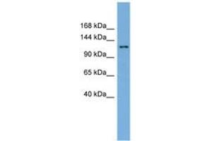 Image no. 1 for anti-SEC23 Interacting Protein (SEC23IP) (AA 35-84) antibody (ABIN6745609) (SEC23IP Antikörper  (AA 35-84))