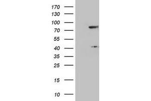 Image no. 1 for anti-Transducin-Like Enhancer of Split 1 (E(sp1) Homolog, Drosophila) (TLE1) (AA 180-460) antibody (ABIN1491052) (TLE1 Antikörper  (AA 180-460))