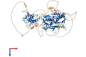 PLEKHM2 Protein (AA 1-1019) (His tag)