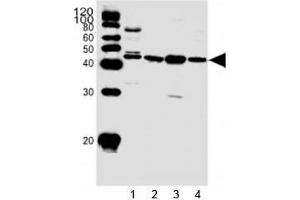 Western Blotting (WB) image for anti-Sphingosine Kinase 1 (SPHK1) (AA 59-89) antibody (ABIN3032711)