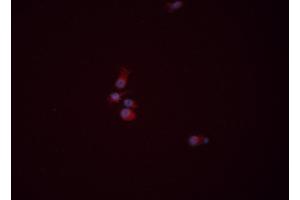 ABIN6276383 staining HEPG2 cells by ICC/IF. (WNT3A Antikörper  (Internal Region))