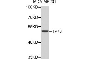 Western blot analysis of extracts of MDA-MB231 cells, using TP73 antibody (ABIN3046814). (Tumor Protein p73 Antikörper)