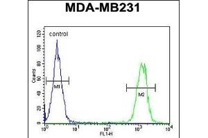 KIR2DL2 Antibody (C-Term) (ABIN651949 and ABIN2840471) flow cytometric analysis of MDA-M cells (right histogram) compared to a negative control (left histogram).