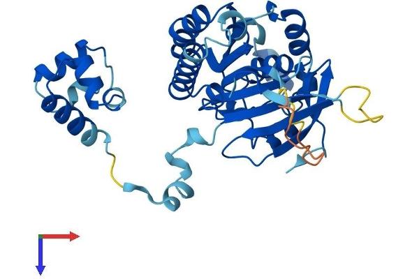 XRCC3 Protein (AA 1-346) (His tag)