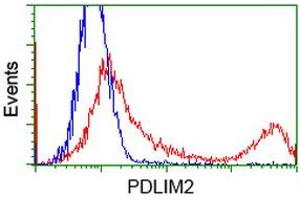 HEK293T cells transfected with either RC210022 overexpress plasmid (Red) or empty vector control plasmid (Blue) were immunostained by anti-PDLIM2 antibody (ABIN2454465), and then analyzed by flow cytometry. (PDLIM2 Antikörper)