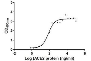 Activity: Measured by its binding ability in a functional ELISA.
