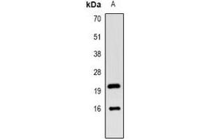 Western blot analysis of LC3B expression in mouse kidney (A) whole cell lysates. (LC3B Antikörper)