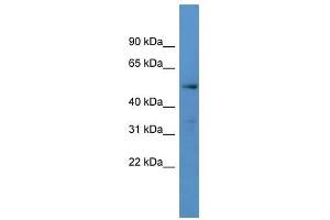 Western Blot showing CYP24A1 antibody used at a concentration of 1-2 ug/ml to detect its target protein. (CYP24A1 Antikörper  (C-Term))