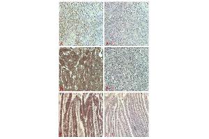 Immunohistochemical staining of human tissue using anti-FGF-21 (human), pAb  at 1:5000 dilution. (FGF21 Antikörper)