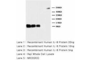 Image no. 2 for anti-Interleukin 8 (IL8) (AA 77-95) antibody (ABIN1493488) (IL-8 Antikörper  (AA 77-95))