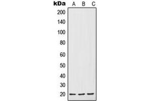 Western blot analysis of IL-7 expression in HepG2 (A), Raw264. (IL-7 Antikörper  (Center))