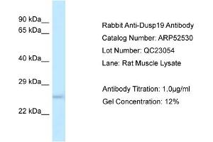 Western Blotting (WB) image for anti-Dual Specificity Phosphatase 19 (DUSP19) (N-Term) antibody (ABIN2784969)