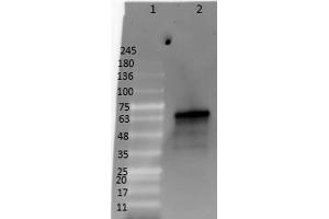 Western Blotting (WB) image for DYKDDDDK Positive Control Lysate (ABIN1607004)