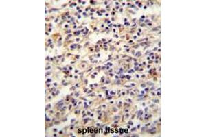 IGF2BP2 antibody(C-term) immunohistochemistry analysis in formalin fixed and paraffin embedded human spleen tissue followed by peroxidase conjugation of the secondary antibody and DAB staining.
