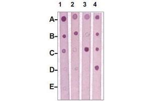 Dot Blot : 1 ug peptide was blot onto NC membrane. (MST1R Antikörper  (pTyr1238, pTyr1239))