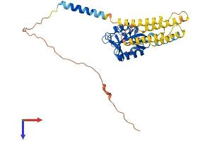 CD209b Antigen (CD209B) (AA 1-325) protein (His tag)