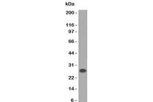 Western blot of human Intestinal lysate using Lambda Light Chain antibody (HP6054). (Maus anti-Human lambda Light Chain (Lambda-IgLC) Antikörper)