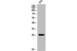 Western Blot analysis of 3T3 cells using Rac1/2/3/CDC42 Polyclonal Antibody (RAC1 Antikörper  (Ser71))
