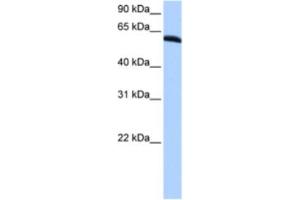 Western Blotting (WB) image for anti-Thyroid Hormone Receptor Interactor 6 (TRIP6) antibody (ABIN2463435) (TRIP6 Antikörper)