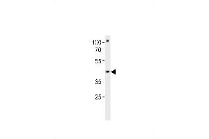 DANRE pou3f3a Antibody (C-term) Azb10007b western blot analysis in zebra fish brain tissue lysates (35 μg/lane). (POU3F3 Antikörper  (C-Term))