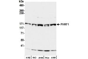 Western Blotting (WB) image for anti-PHD and Ring Finger Domains 1 (PHRF1) (AA 1400-1450) antibody (ABIN7451957) (PHRF1 Antikörper  (AA 1400-1450))