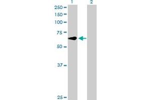 Western Blot analysis of CREB5 expression in transfected 293T cell line by CREB5 MaxPab polyclonal antibody. (CREB5 Antikörper  (AA 1-508))
