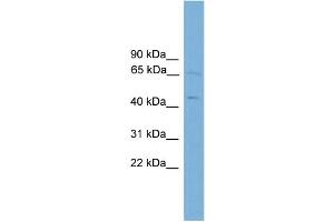 WB Suggested Anti-FOXD4  Antibody Titration: 0. (FOXD4 Antikörper  (Middle Region))