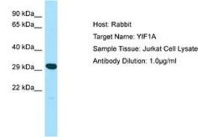 Image no. 1 for anti-Yip1 Interacting Factor Homolog A (YIF1A) (AA 25-74) antibody (ABIN6750082) (YIF1A Antikörper  (AA 25-74))