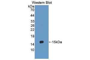 Western Blotting (WB) image for anti-Lymphocyte Antigen 96 (LY96) (AA 19-130) antibody (ABIN3202886) (LY96 Antikörper  (AA 19-130))