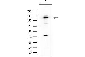 anti-Proline-, Glutamic Acid- and Leucine-Rich Protein 1 (PELP1) (Internal Region) antibody
