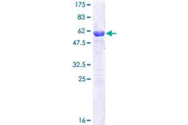 CLIC1 Protein (AA 1-241) (GST tag)