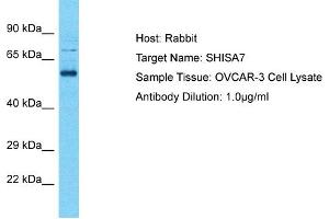 Host: Rabbit Target Name: SHISA7 Sample Tissue: Human OVCAR-3 Whole Cell Antibody Dilution: 1ug/ml (SHISA7 Antikörper  (Middle Region))