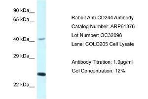Western Blotting (WB) image for anti-Natural Killer Cell Receptor 2B4 (CD244) (C-Term) antibody (ABIN2788782) (2B4 Antikörper  (C-Term))